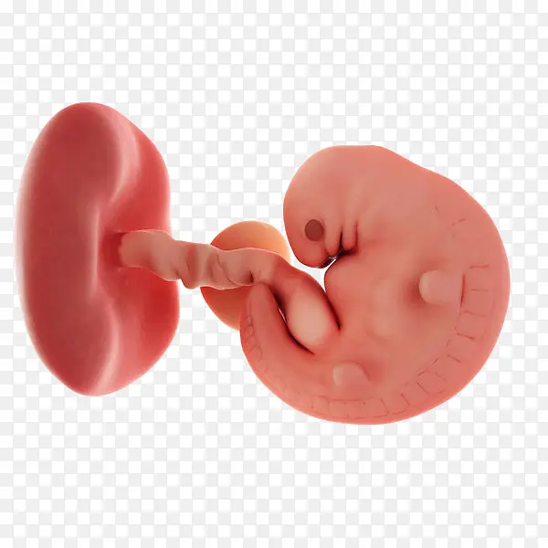 未成形的胎儿