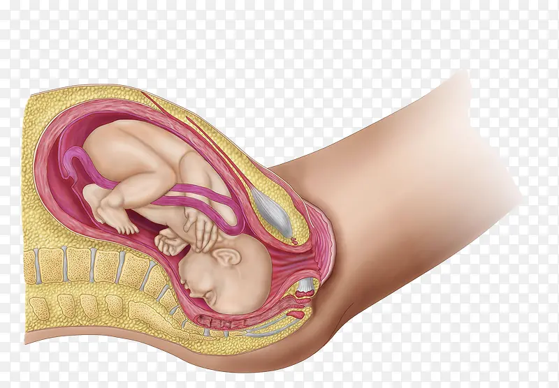 胚胎里的胎儿