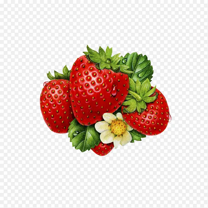插图彩铅手绘草莓树