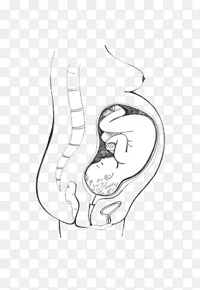 胎儿在母体里的手绘
