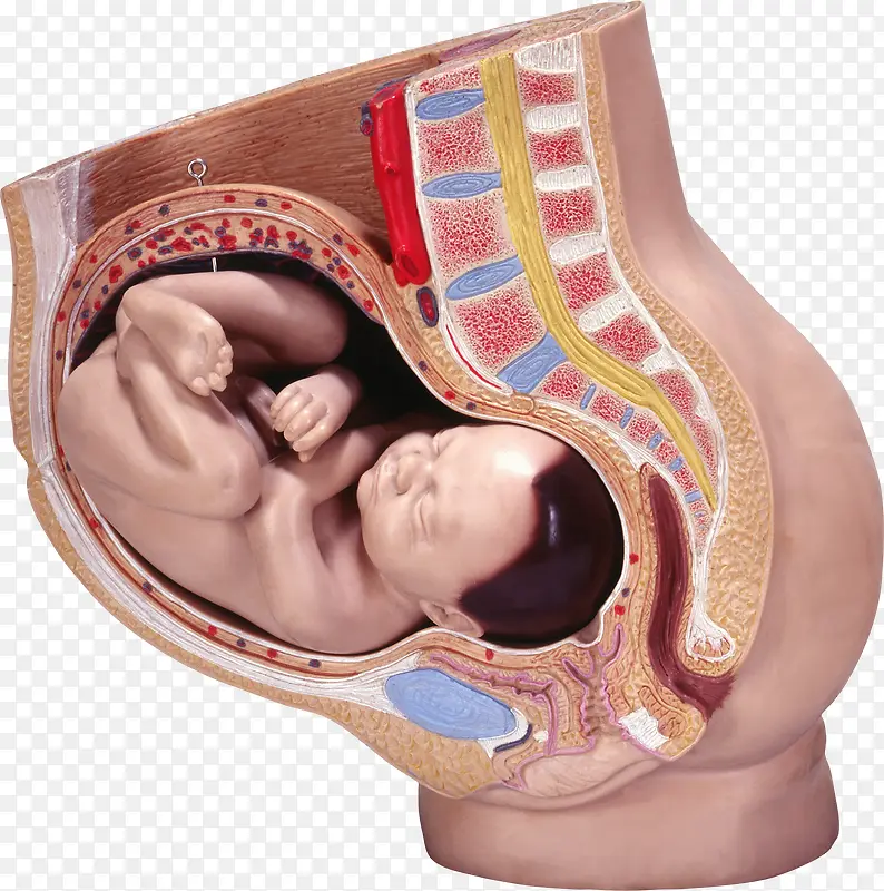 母亲肚子里的胎儿