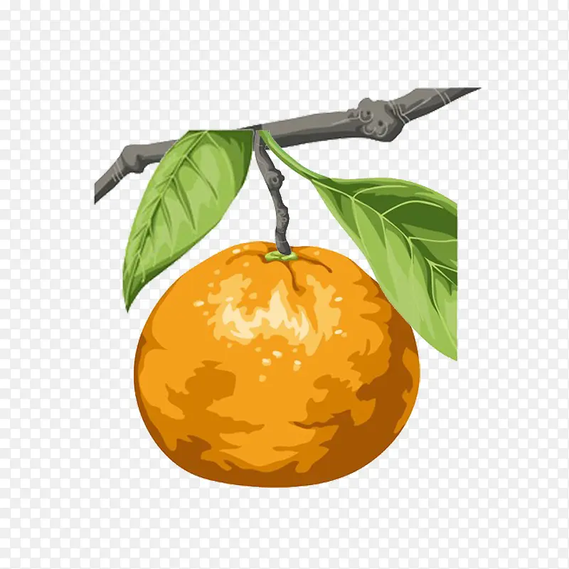 挂在枝头的柑橘手绘图