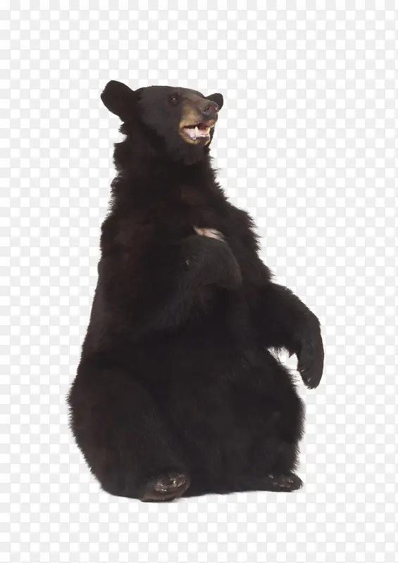 黑熊可爱端坐动物