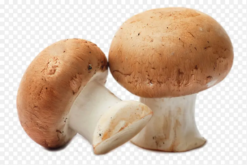 高清口蘑蘑菇