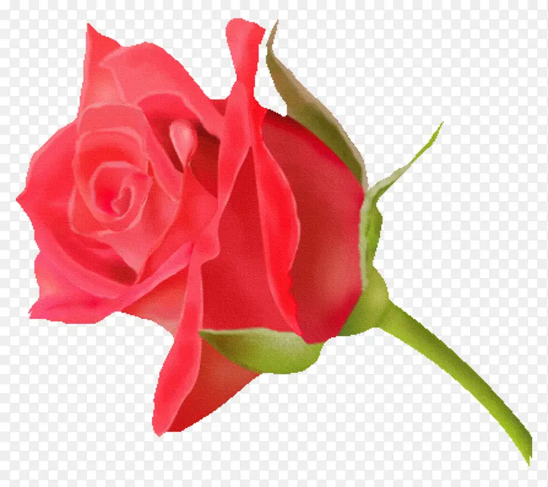 手绘花朵素材鲜花元素 玫瑰花