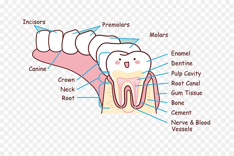卡通牙齿矢量图