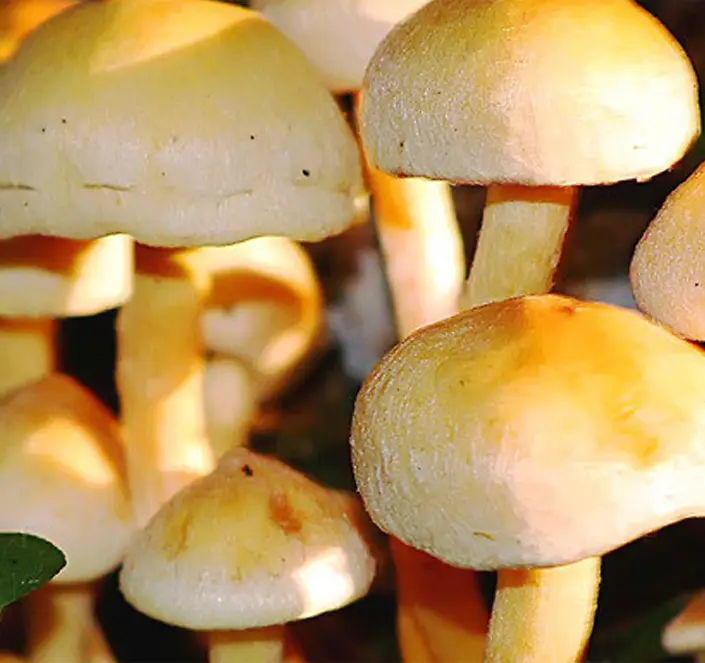 高清摄影新鲜的蘑菇