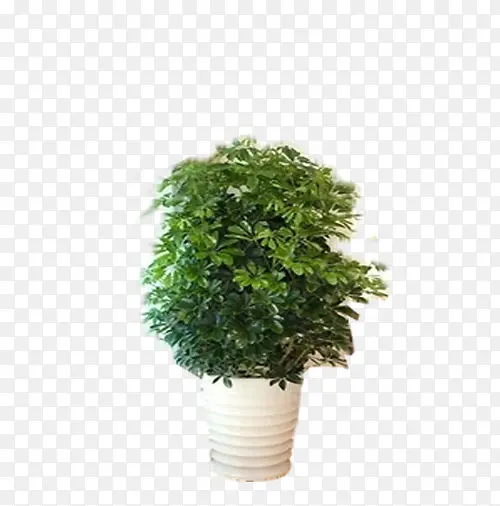 大植物盆栽