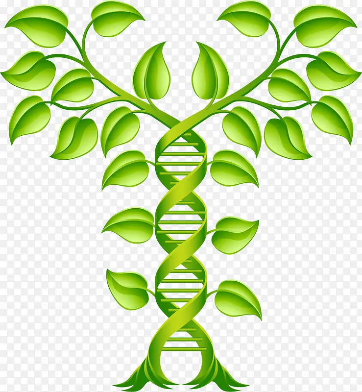 螺旋绿叶分子结构