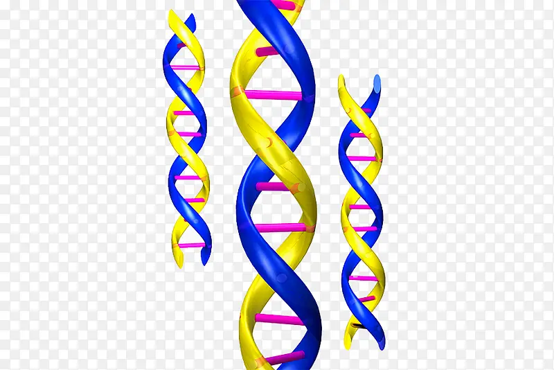 DNA结构