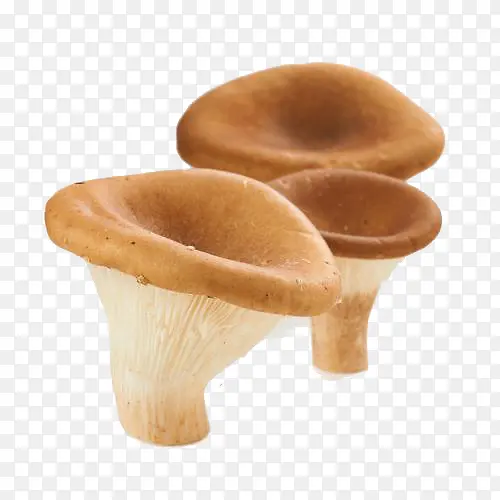 蘑菇菌菇猪肚菇