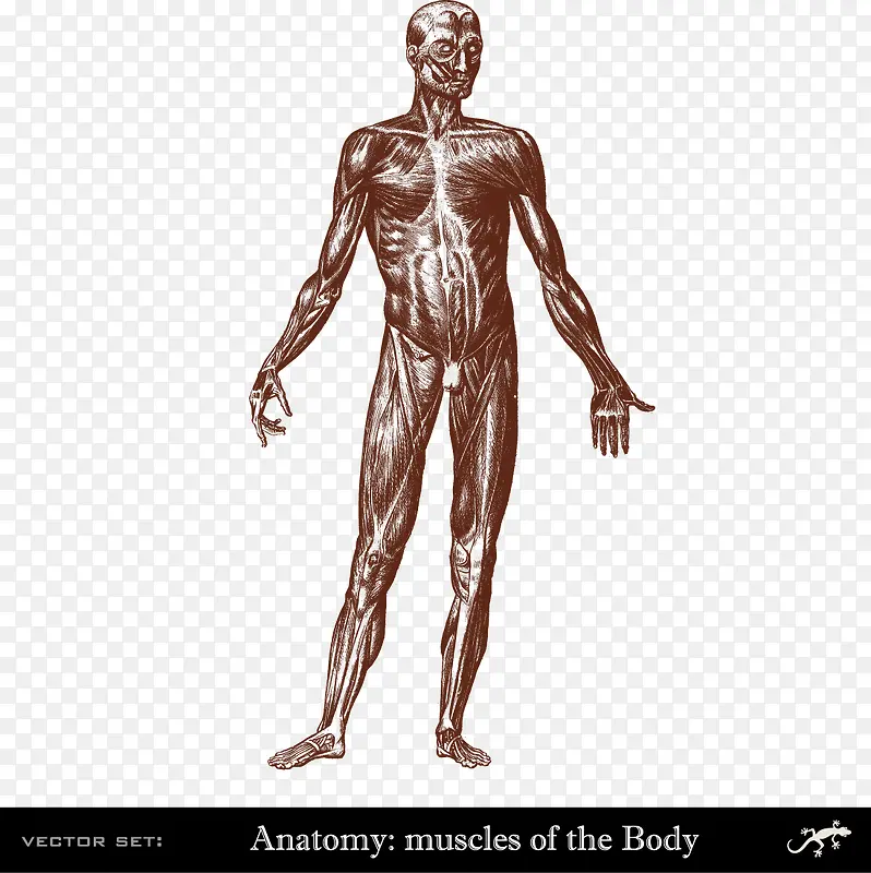 人体身体肌肉分布