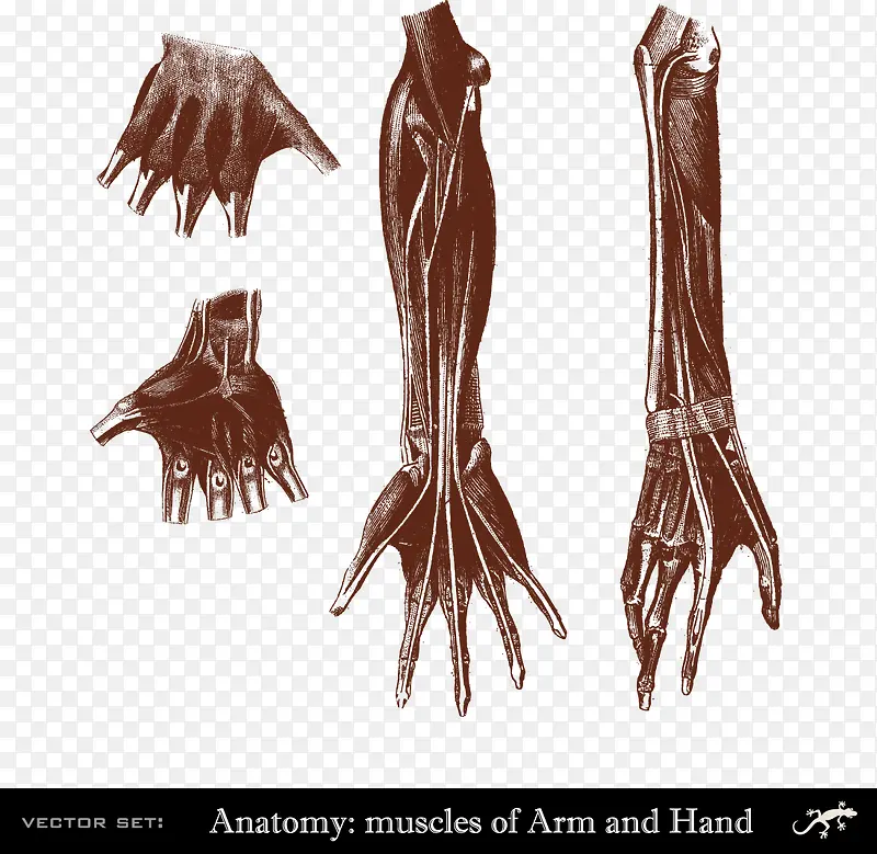 人体手臂和手肌肉骨骼分布