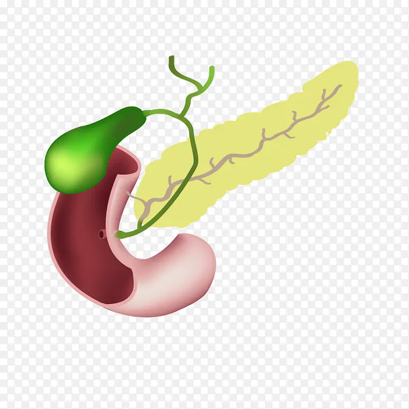 人体器官胆囊绿色