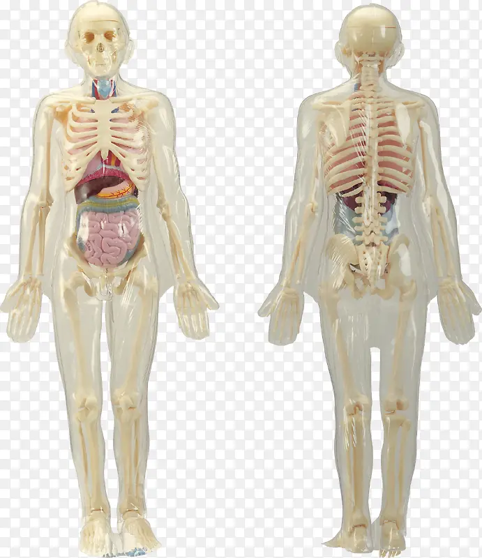 人体骨骼系统模型
