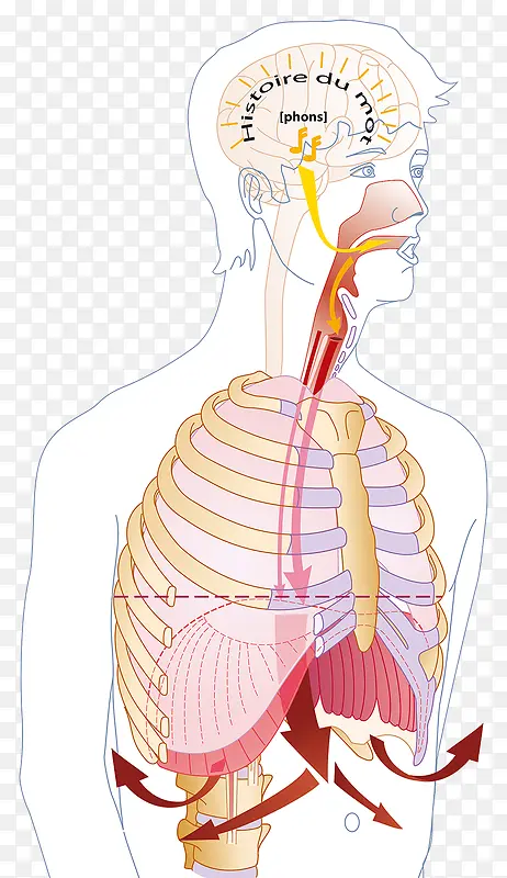 人体呼吸系统结构
