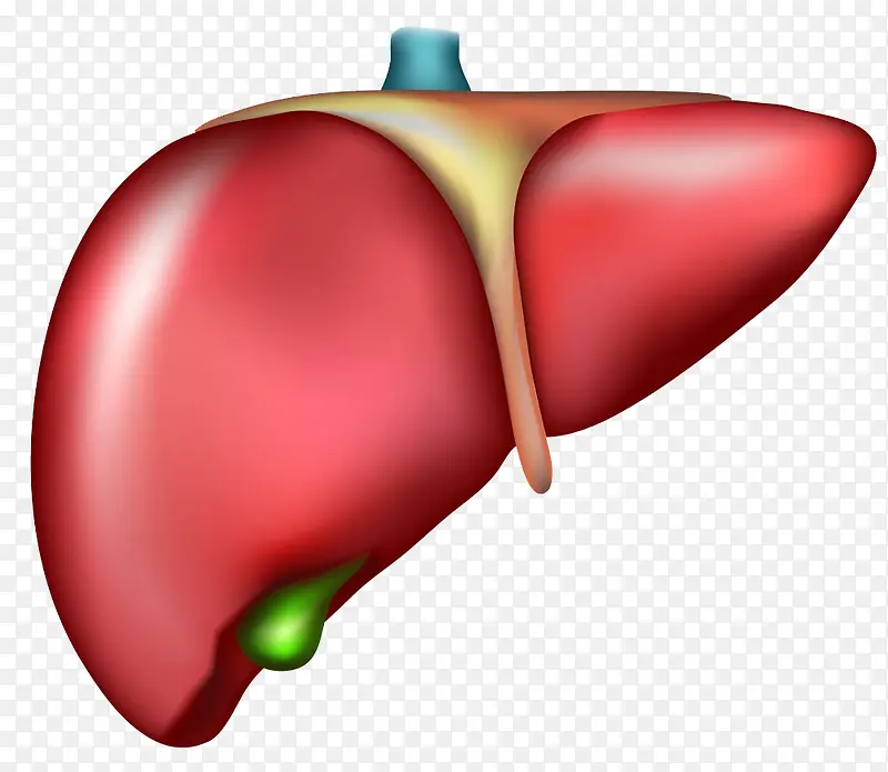 人体肝脏模型