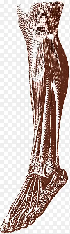 腿部肌肉器官图