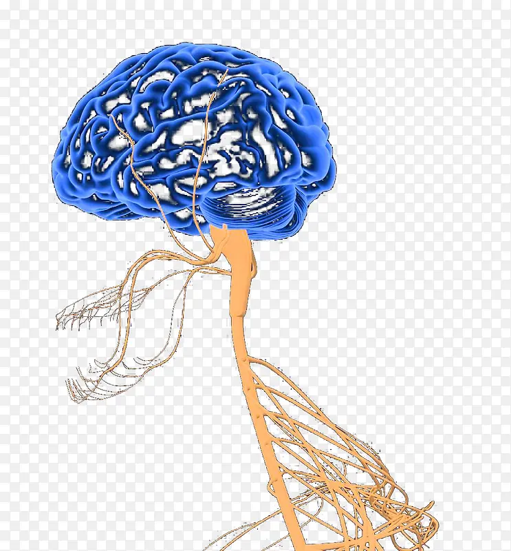 人体神经结构大脑神经脊神经
