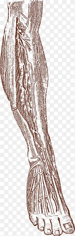 腿部肌肉矢量图