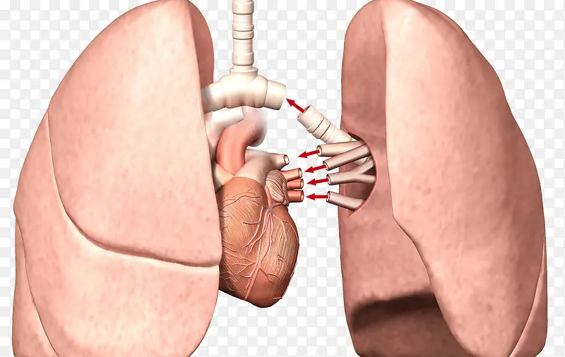 人体气管肺部
