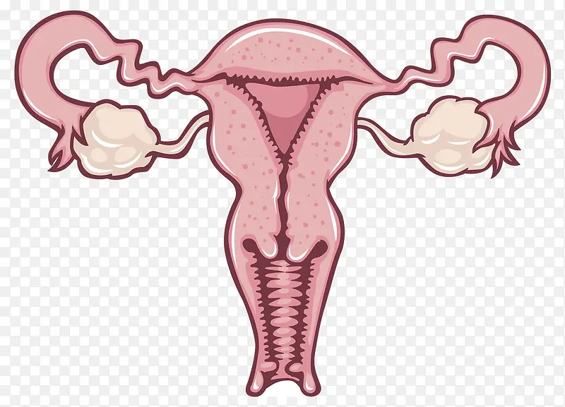 女性生殖系统插画