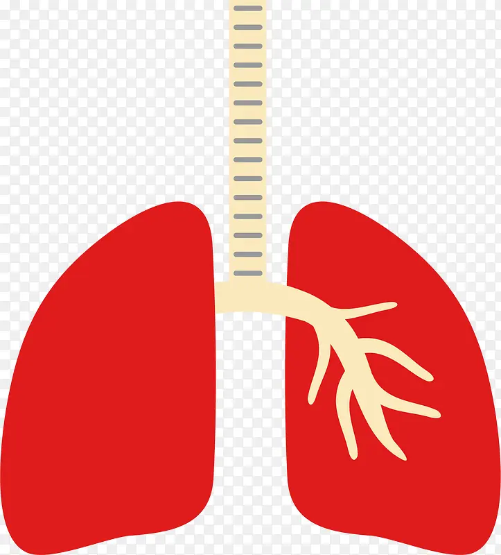 人体的肺部器官卡通