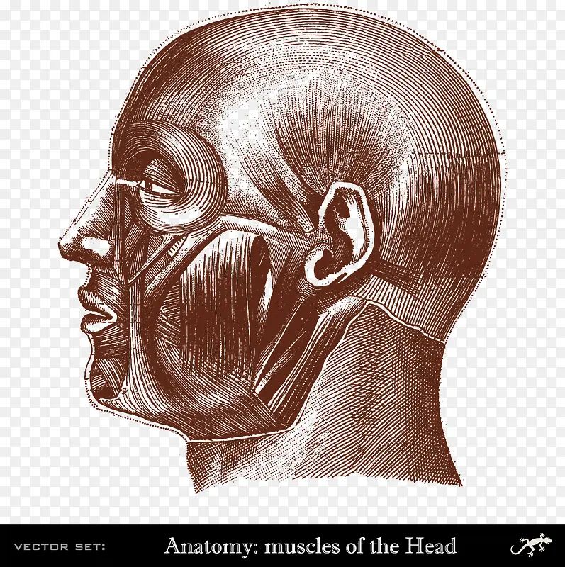 装饰人体头部肌肉分布