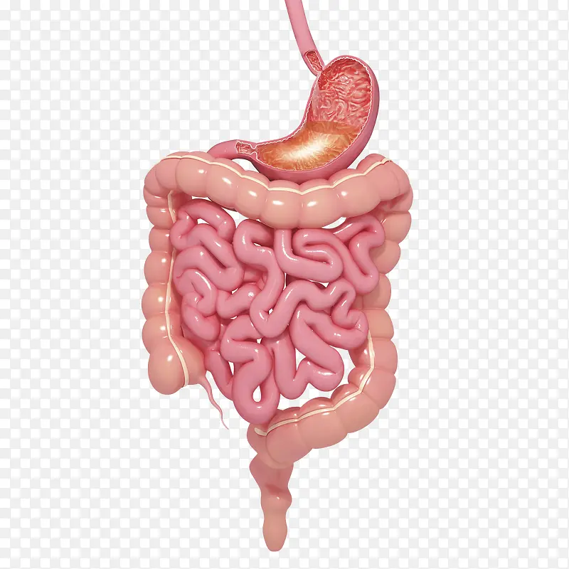 人体肠胃医学插画