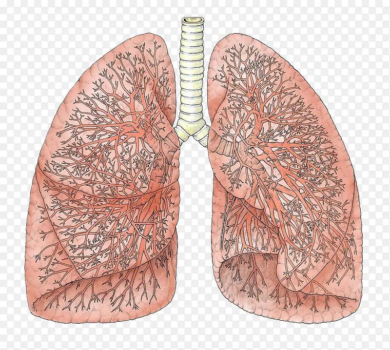 呼吸系统部分结构