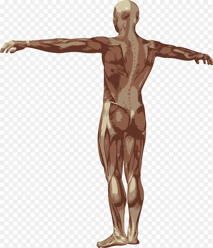 男性躯体背面图