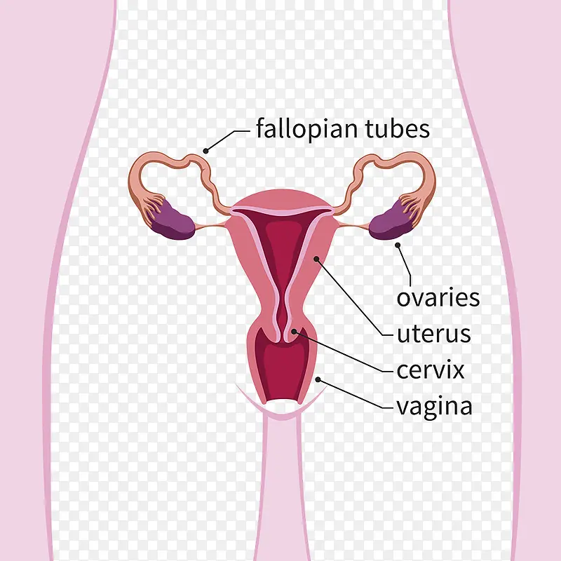 女性子宫 插图