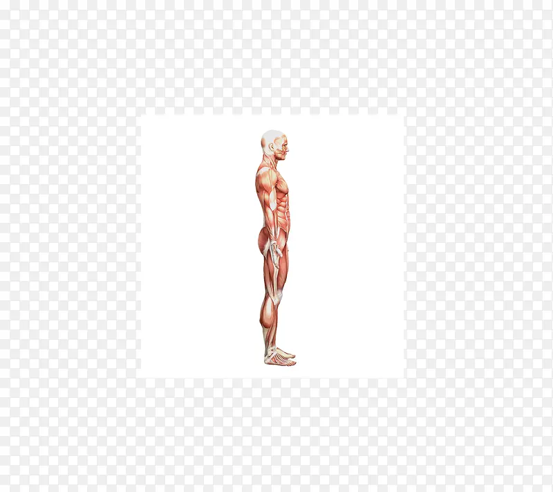 矢量人体肌肉组织高清图片