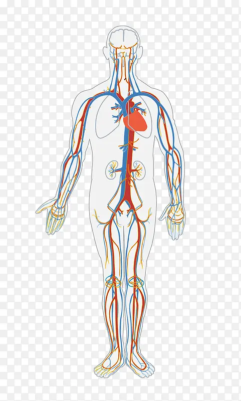 人体血液循环系统