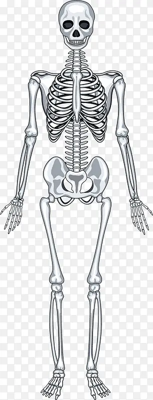 人体骨骼矢量图下载