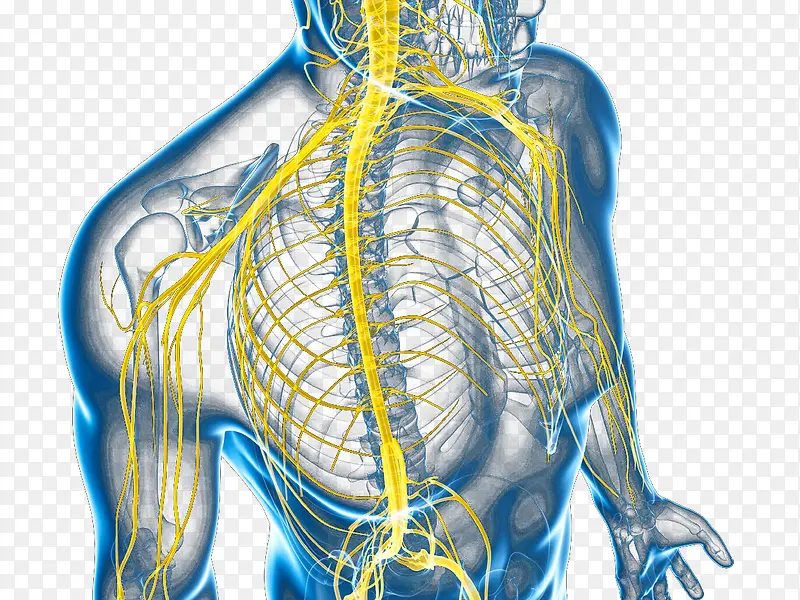 中枢神经系统脊神经