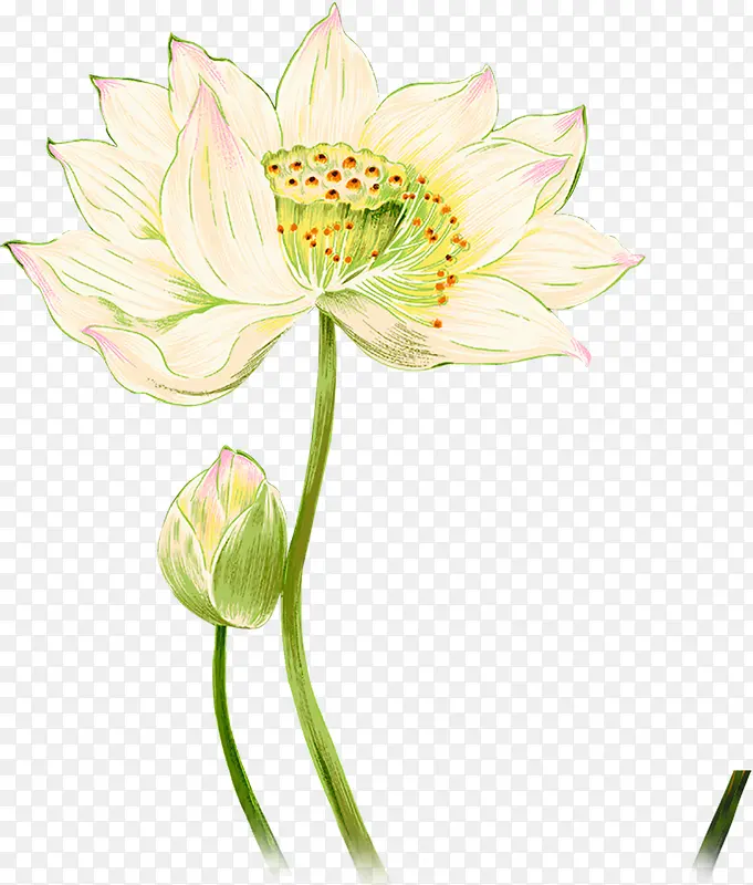 白色荷花水墨画夏天