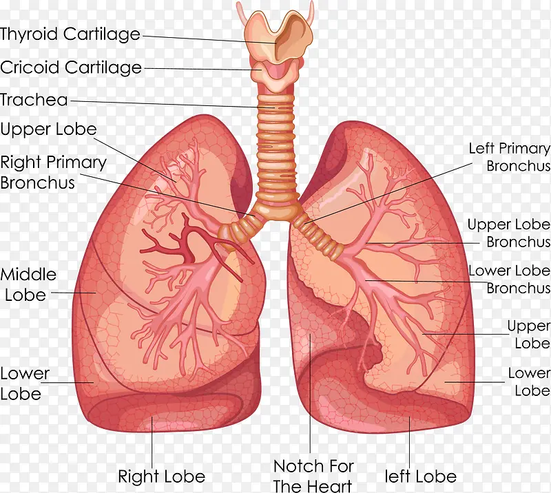 肺部解剖图矢量素材