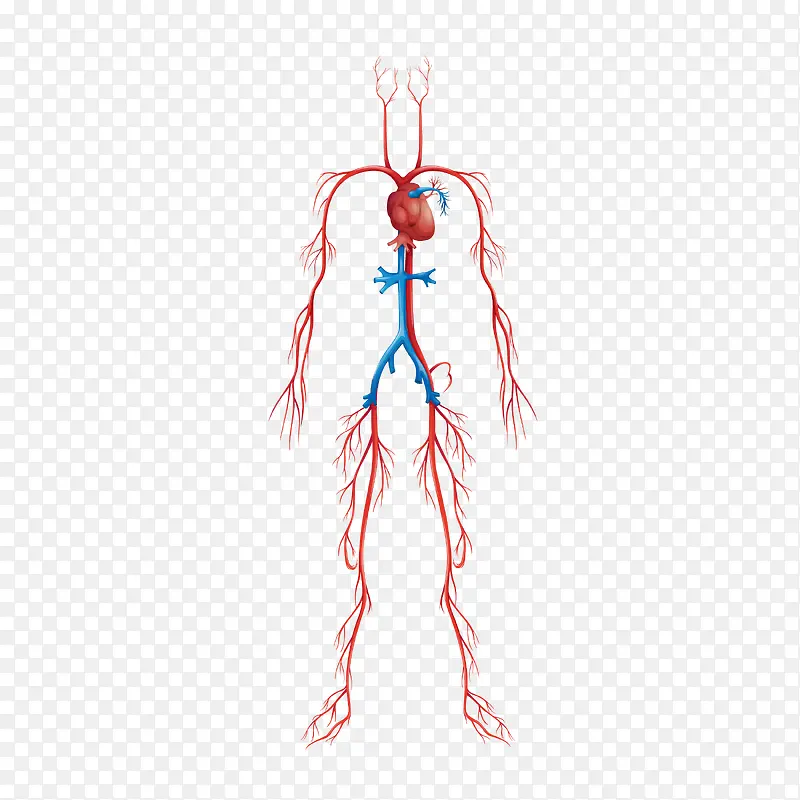 卡通人体血管矢量图