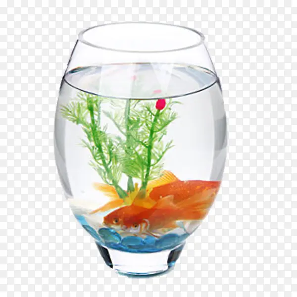 装饰图案水草和鱼在长条鱼缸里