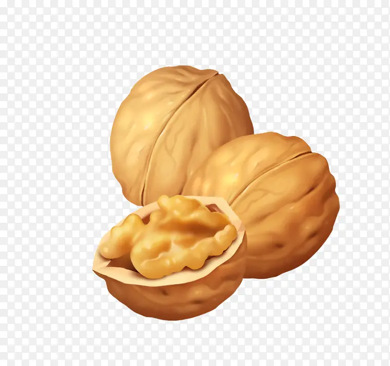 手绘逼真的核桃组合