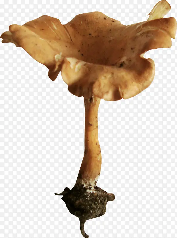 手绘食物图片食物图标 蘑菇