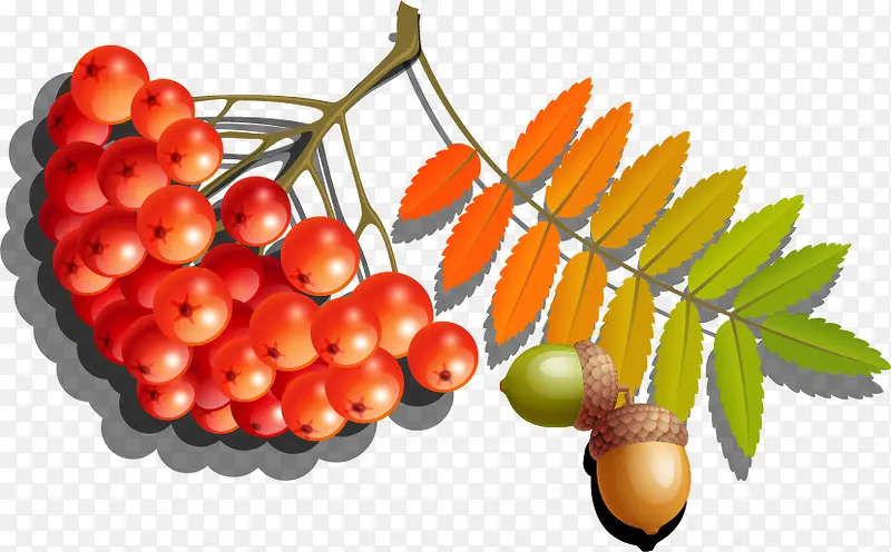 秋天野果矢量免抠素材