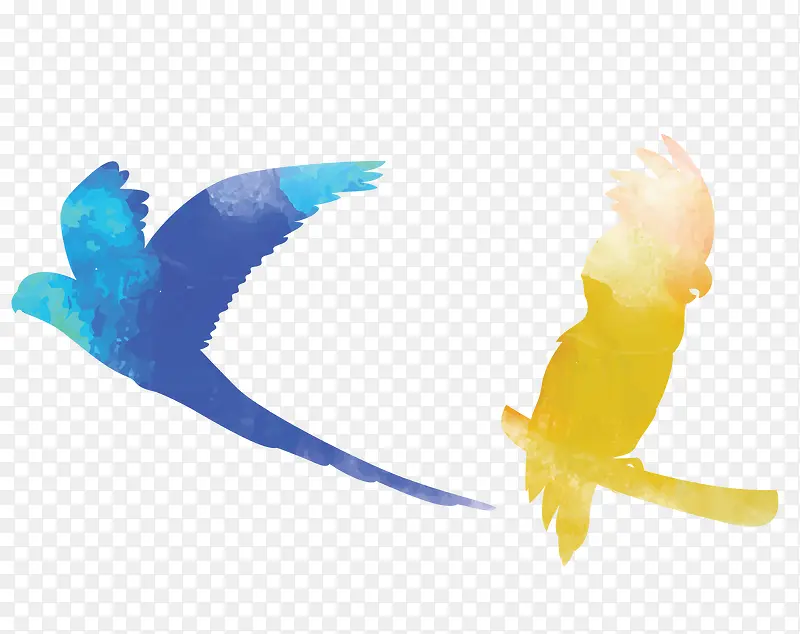 蓝黄色雏鸟