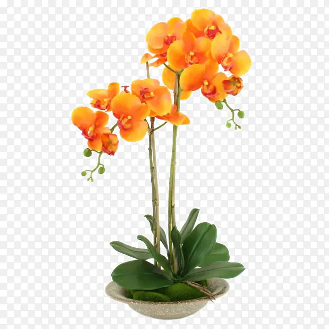 橙色蝴蝶兰白色花瓶软装装饰