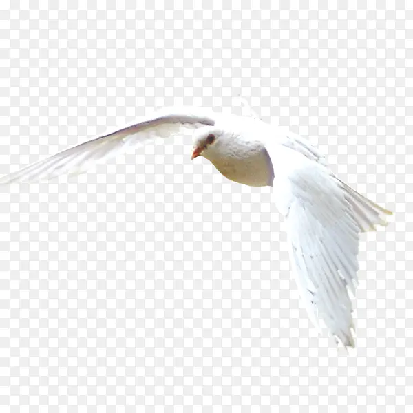 展翅翱翔的白鸽