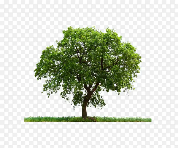 绿色蓬松大树