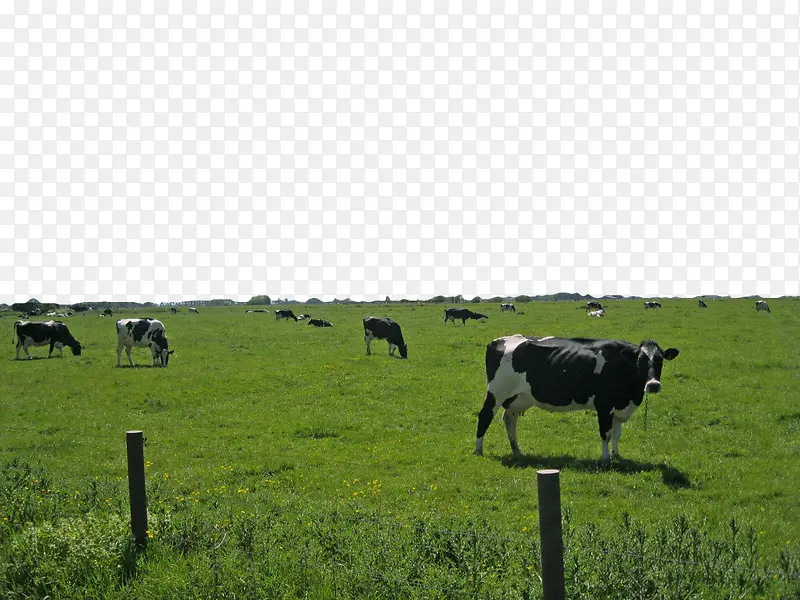 绿色牧场