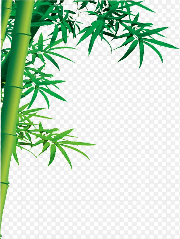 绿色清新竹叶竹林风景