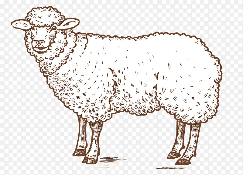 手绘写实线描绵羊
